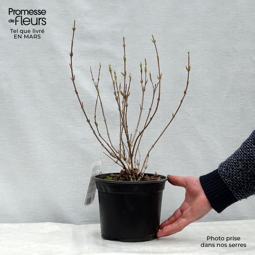Spécimen de Weigela hybride Red Prince Pot de 2L/3L tel que livré au printemps