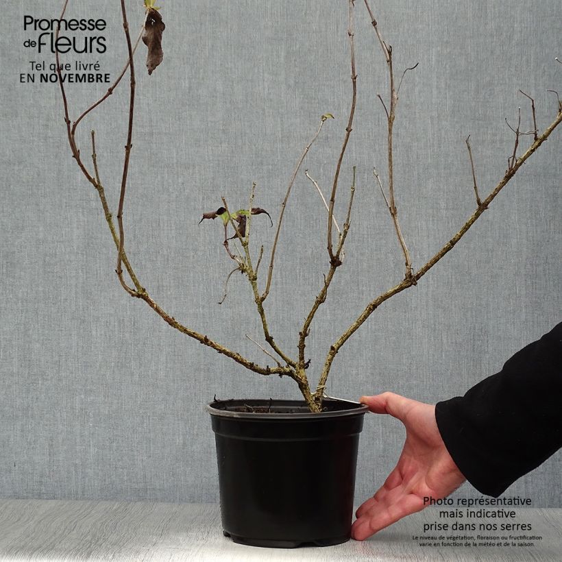 Spécimen de Weigela hybride Red Prince tel que livré en automne