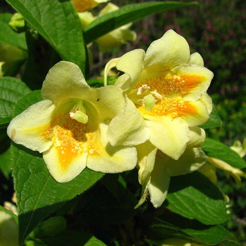 Weigela middendorffiana (Floraison)