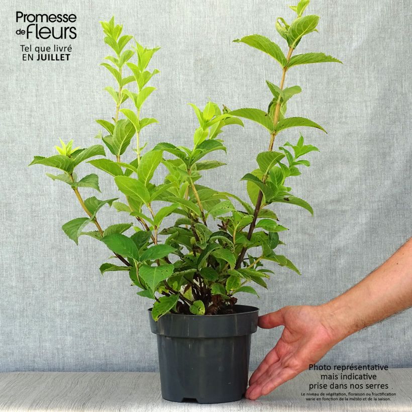 Spécimen de Weigela middendorffiana Pot de 3L/4L tel que livré en été