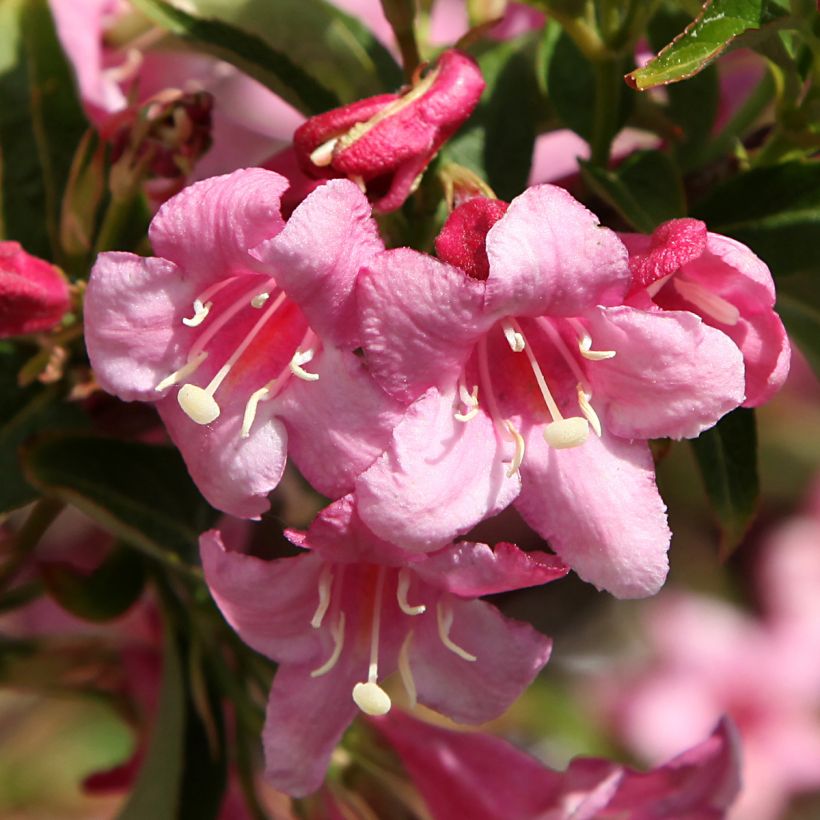 Weigela Stelzneri (Floraison)