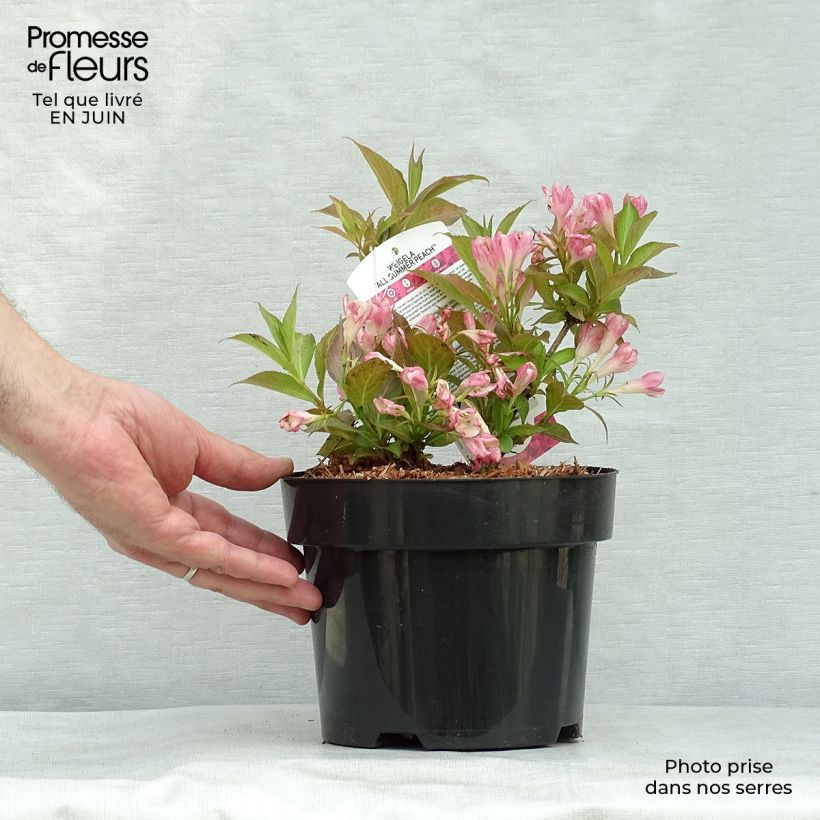 Spécimen de Weigelia All Summer Peach Pot de 3L/4L tel que livré en été
