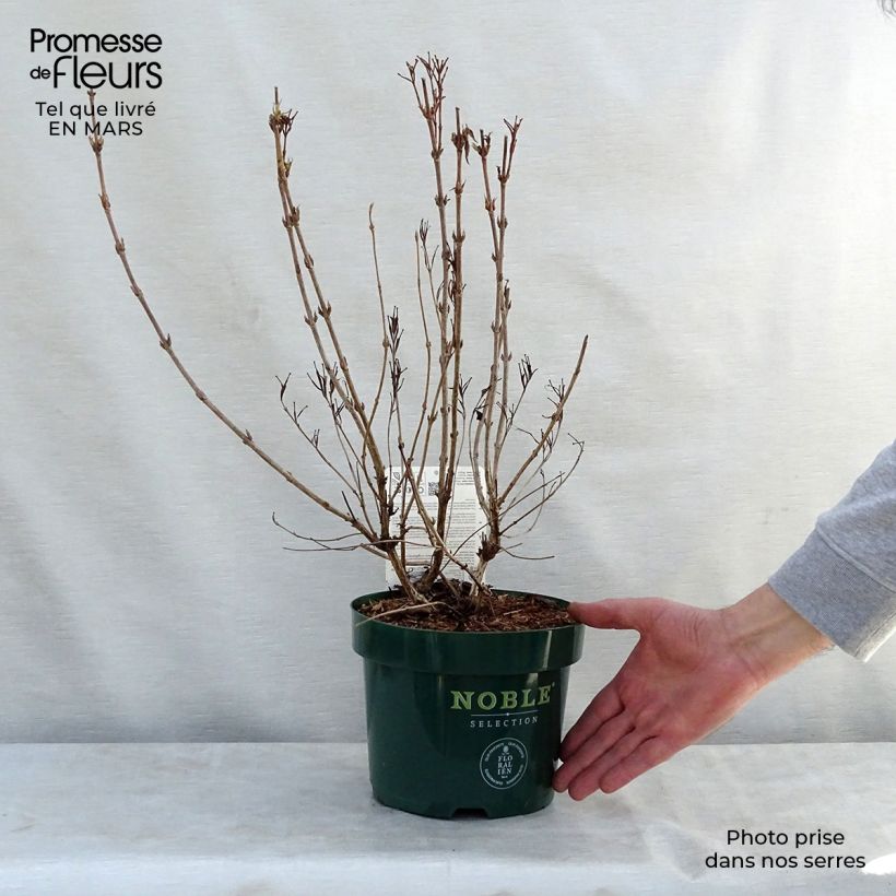 Spécimen de Weigelia All Summer Peach Pot de 3L/4L tel que livré au printemps