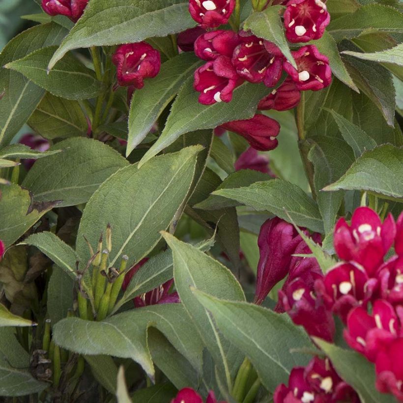 Weigela All Summer Red (Feuillage)