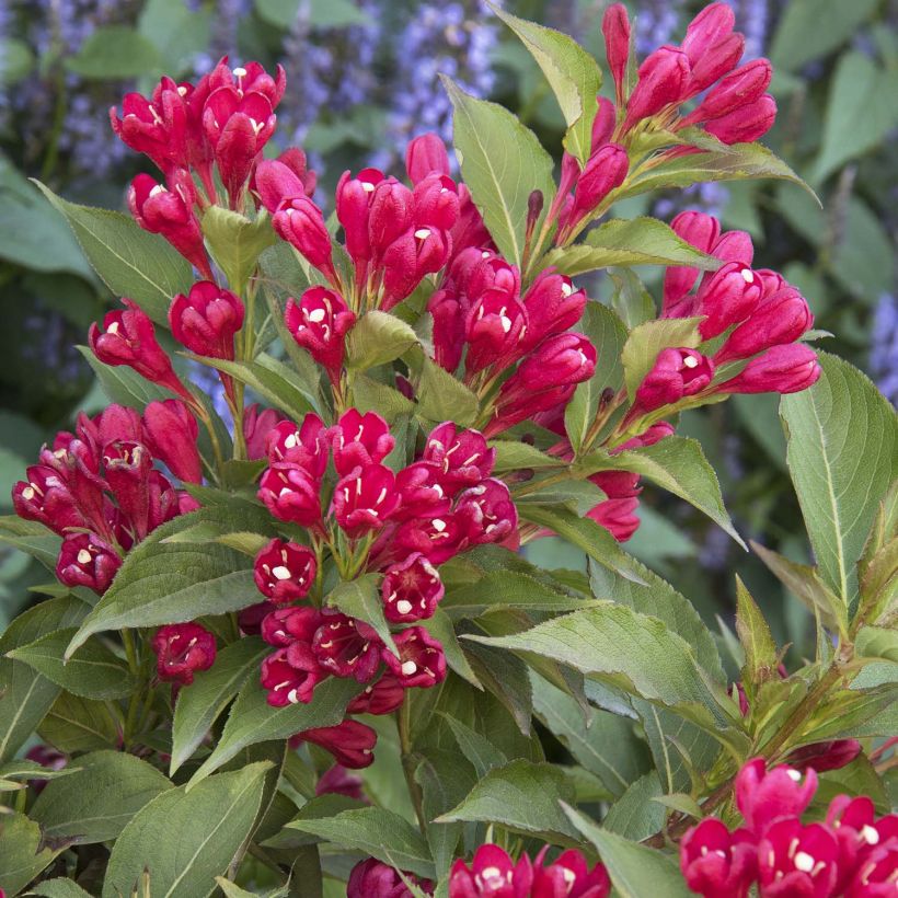 Weigela All Summer Red (Floraison)