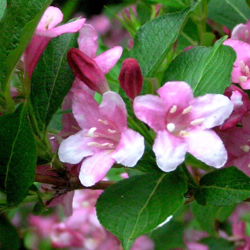 Weigela Stelzneri (Feuillage)