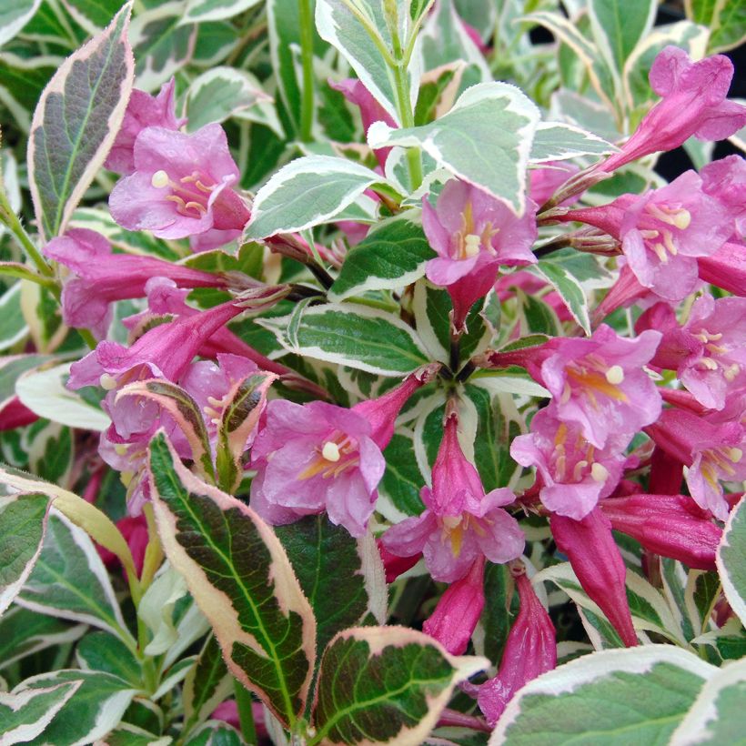 Weigelia florida Monet Verweig (Floraison)