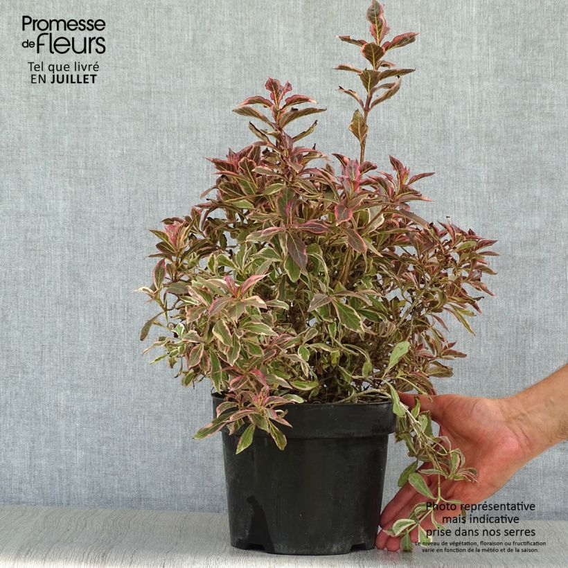 Spécimen de Weigelia florida Monet Verweig Pot de 2L/3L tel que livré en été