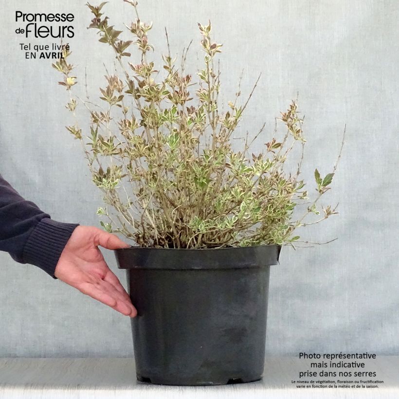 Spécimen de Weigelia florida Monet Verweig Pot de 7,5L/10LHauteur livrée env. 50/60cm tel que livré au printemps