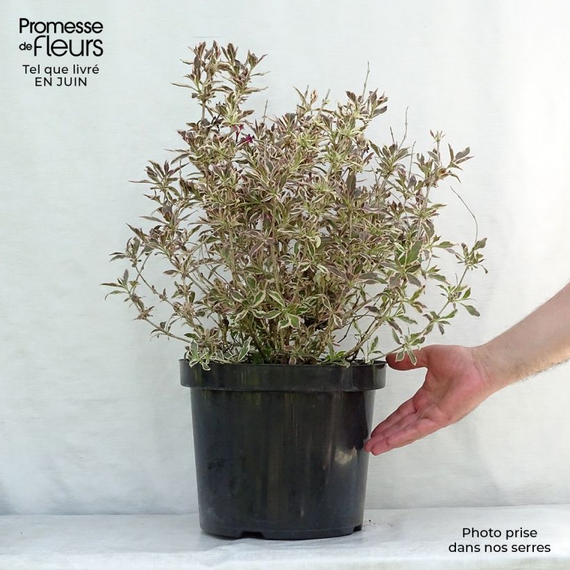 Spécimen de Weigelia florida Monet Verweig Pot de 7,5L/10L tel que livré en été