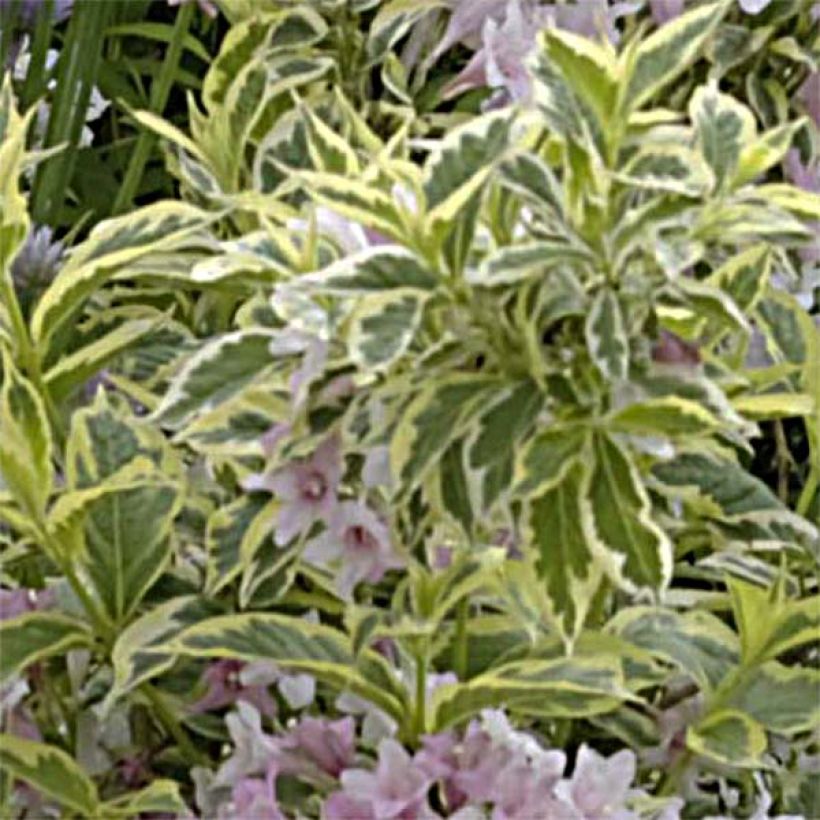 Weigelia florida Nana Variegata - Weigela panaché  (Feuillage)