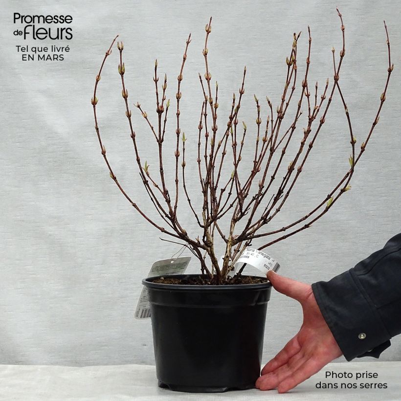 Spécimen de Weigelia florida Nana Variegata - Weigela panaché en pot de 2L/3L tel que livré au printemps