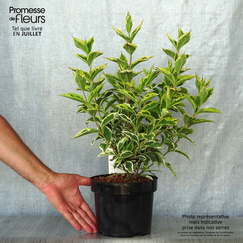 Spécimen de Weigelia florida Nana Variegata - Weigela panaché  Pot de 2L/3L tel que livré en été