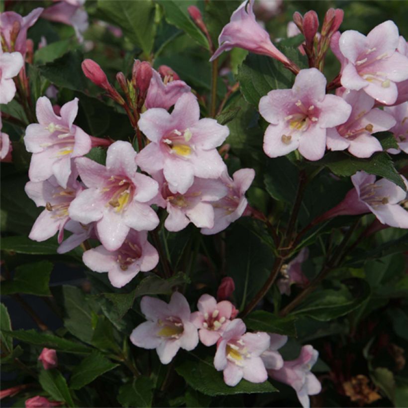 Weigelia florida Polka - Weigela nain (Floraison)