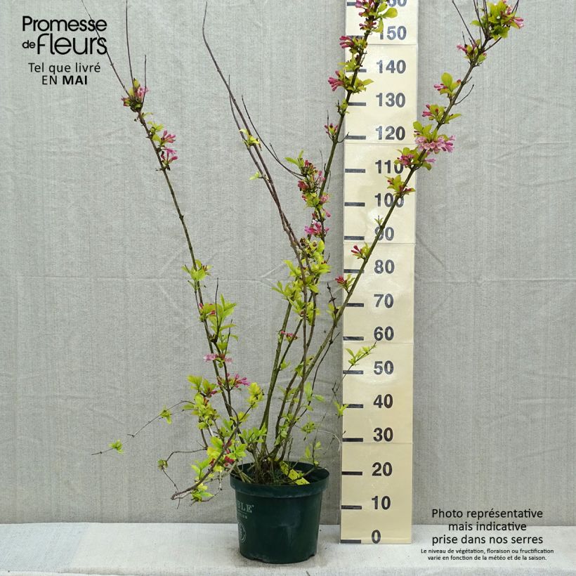 Spécimen de Weigelia florida Polka - Weigela nain en pot de 10L tel que livré au printemps