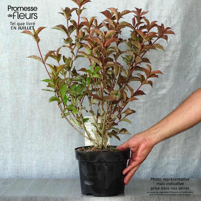 Spécimen de Weigelia florida Polka - Weigela nain Pot de 2L/3L tel que livré en été