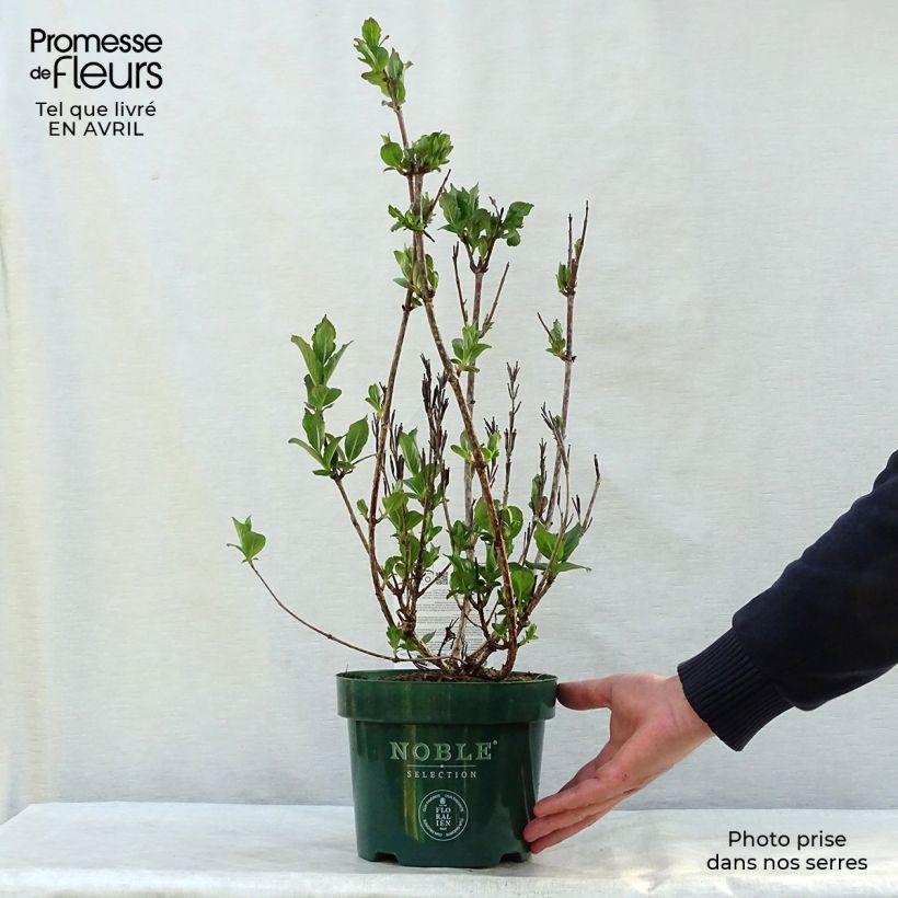 Spécimen de Weigelia florida Polka - Weigela nain en pot de 3,5L tel que livré au printemps