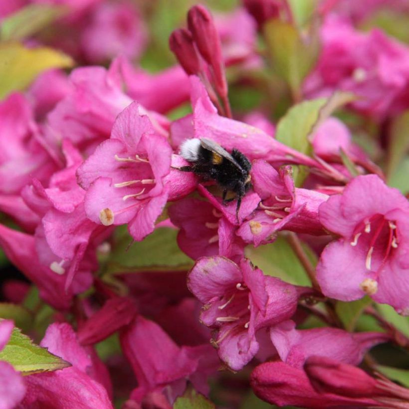 Weigelia florida Princess Ayla (Floraison)