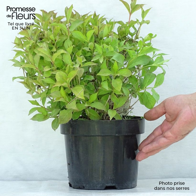 Spécimen de Weigelia florida Princess Ayla Pot de 3L/4L tel que livré en été