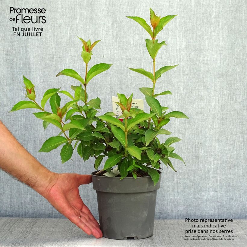 Spécimen de Weigelia hybride Cherry Love Pot de 3L/4L tel que livré en été
