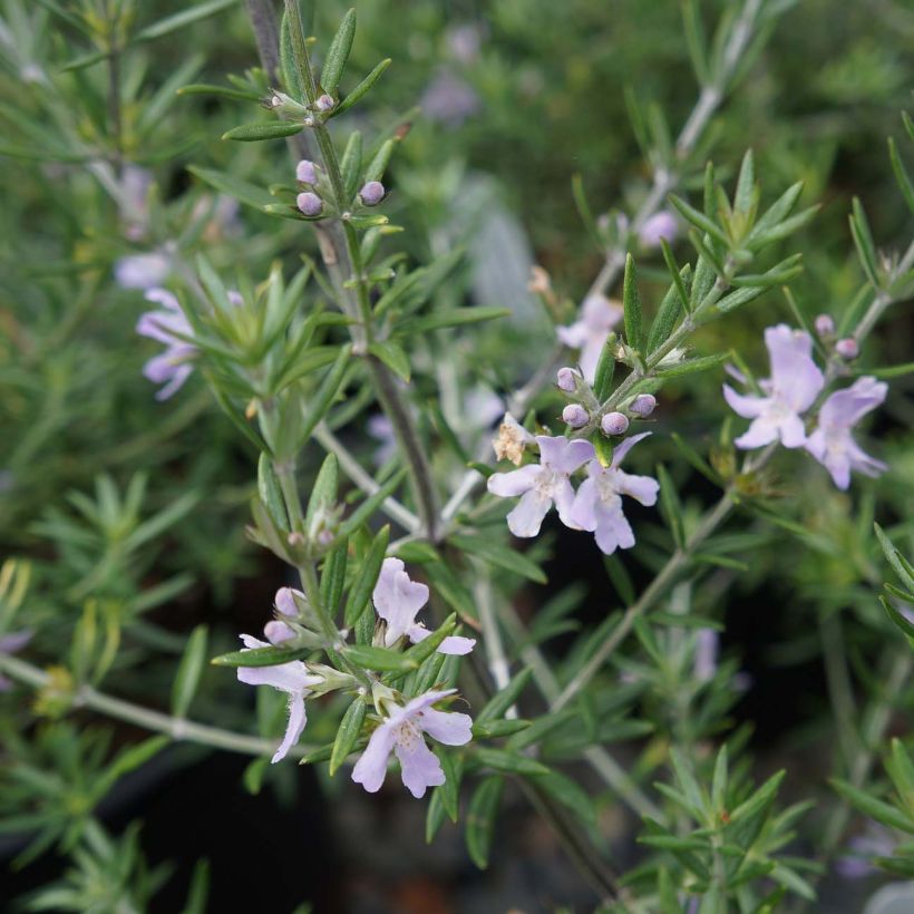 Westringia fruticosa - Romarin d'Australie (Floraison)