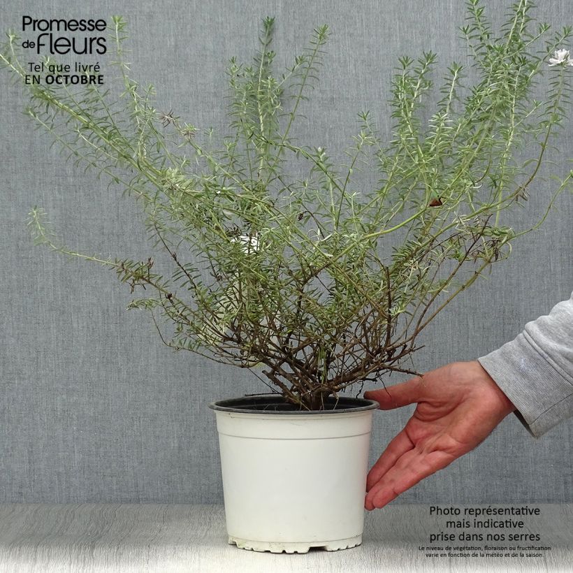 Spécimen de Westringia fruticosa Blanc - Romarin d'Australie tel que livré en automne