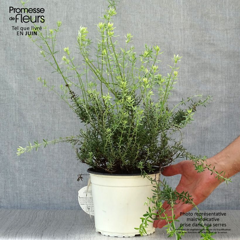 Spécimen de Westringia fruticosa Blanc - Romarin d'Australie Pot de 2L/3L tel que livré en été