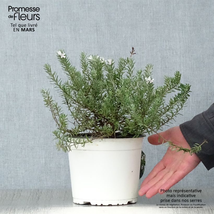 Spécimen de Westringia fruticosa Blanc - Romarin d'Australie Pot de 2L/3L tel que livré au printemps