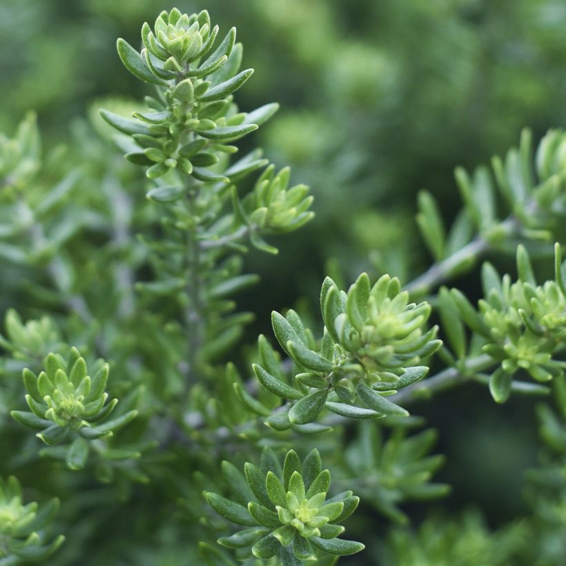 Westringia fruticosa Mundi - Romarin d'Australie (Feuillage)