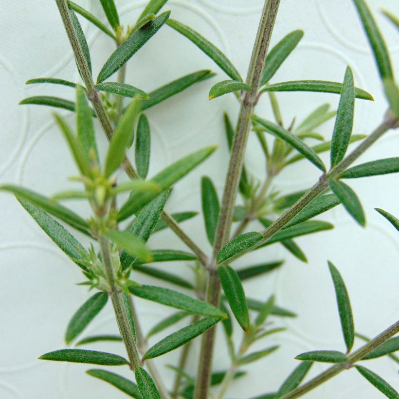 Westringia fruticosa - Romarin d'Australie (Feuillage)