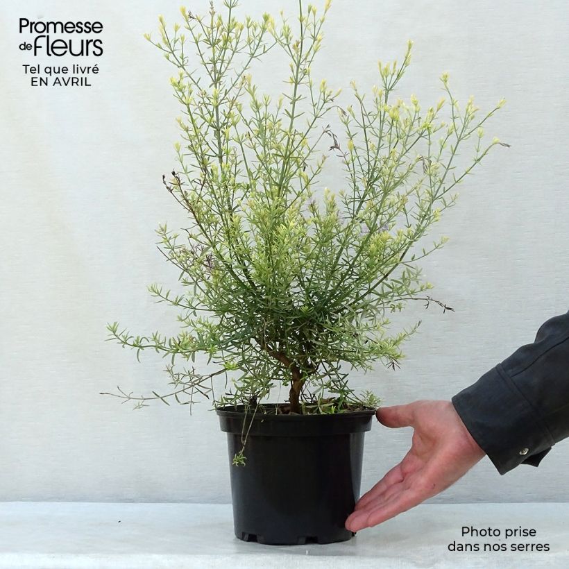 Spécimen de Westringia fruticosa - Romarin d'Australie Pot de 2L/3L tel que livré au printemps