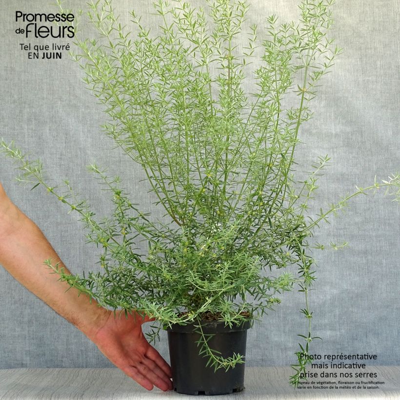 Spécimen de Westringia fruticosa - Romarin d'Australie Pot de 2L/3L tel que livré en été