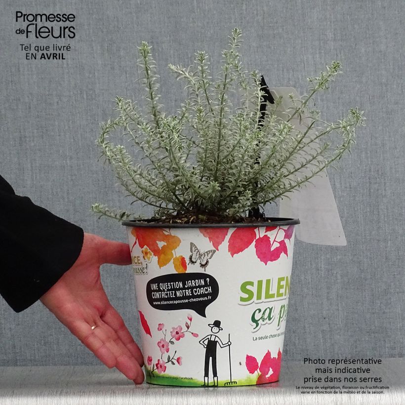 Spécimen de Westringia fruticosa Smookie - Romarin d'Australie - Pot de 3.5L tel que livré au printemps
