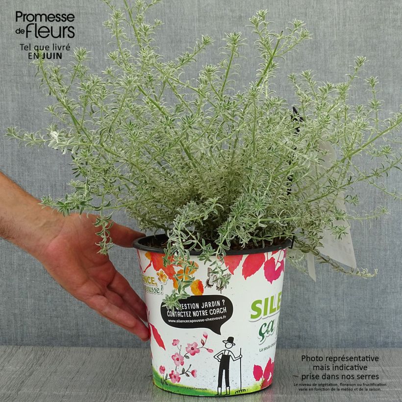 Spécimen de Westringia fruticosa Smookie - Romarin d'Australie Pot de 3L/4L tel que livré en été