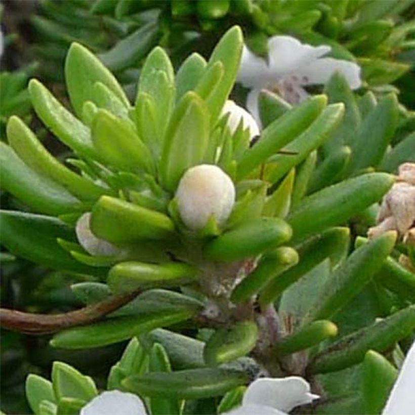 Westringia fruticosa Blanc - Romarin d'Australie (Feuillage)