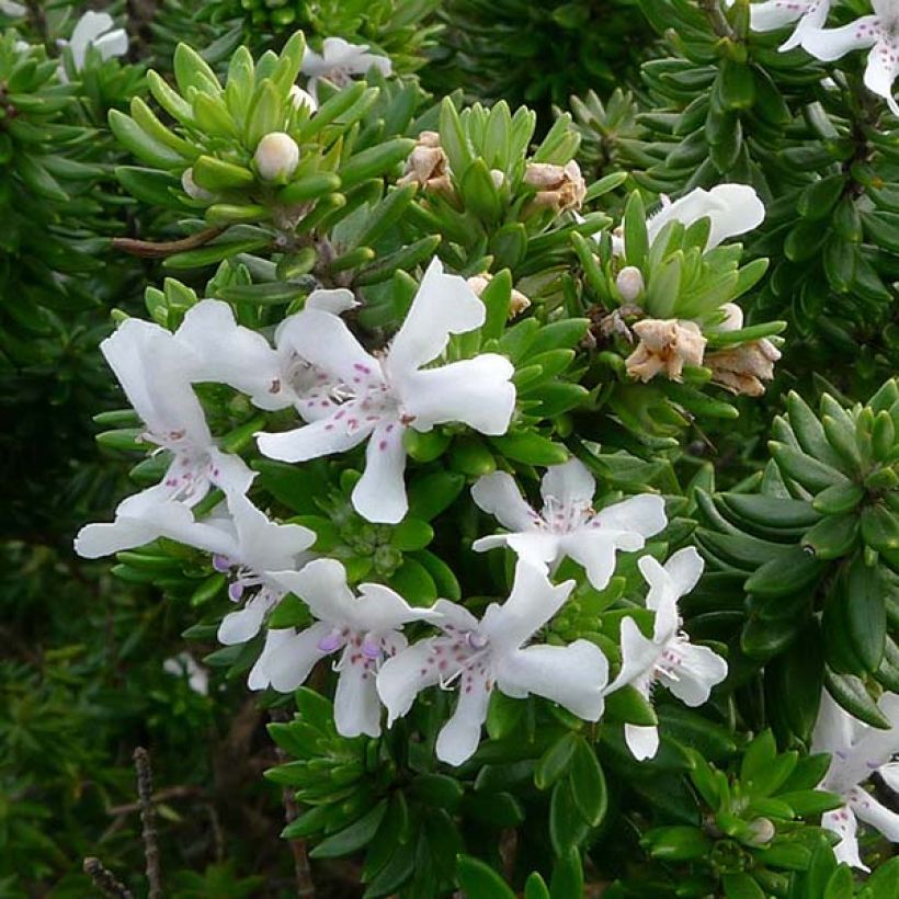 Westringia fruticosa Blanc - Romarin d'Australie (Floraison)