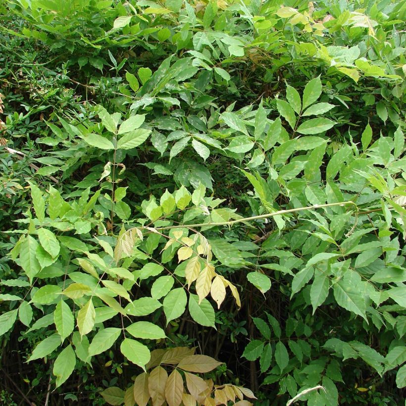 Glycine du Japon - Wisteria floribunda  (Feuillage)