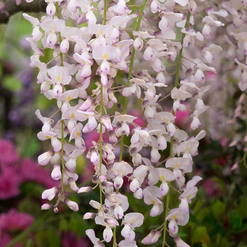 Glycine japonaise - Wisteria floribunda Lipstick (Floraison)