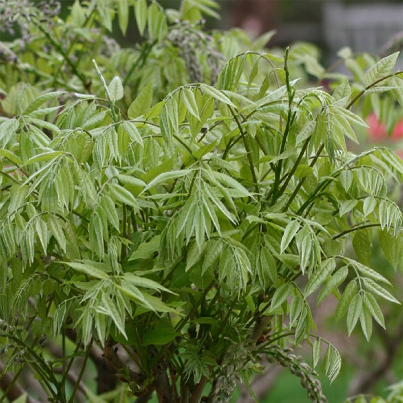 Glycine du Japon - Wisteria floribunda Macrobotrys (Feuillage)