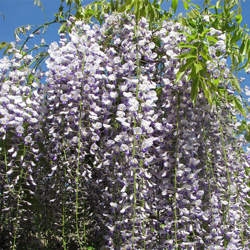 Glycine du Japon - Wisteria floribunda Macrobotrys (Floraison)