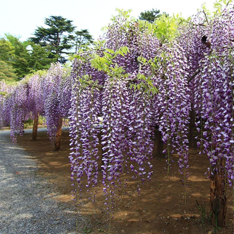 Glycine du Japon - Wisteria floribunda Macrobotrys (Port)