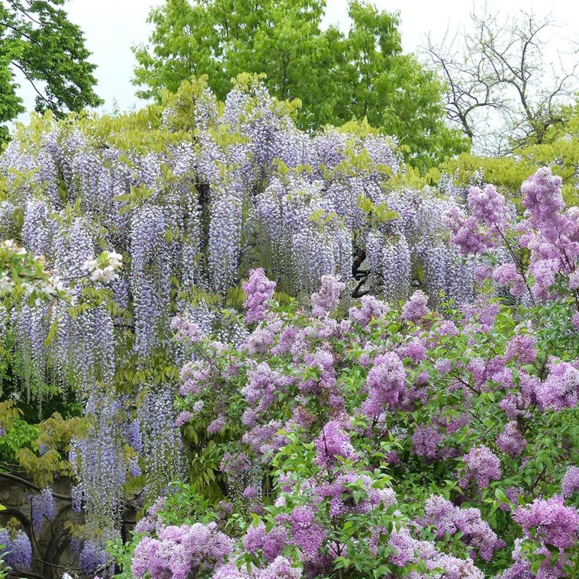 Glycine japonaise - Wisteria floribunda Macrobotrys De Belder (Port)