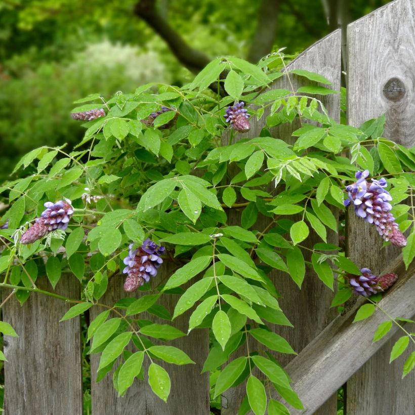 Wisteria frutescens Amethyst Falls - Glycine d'Amérique  (Feuillage)