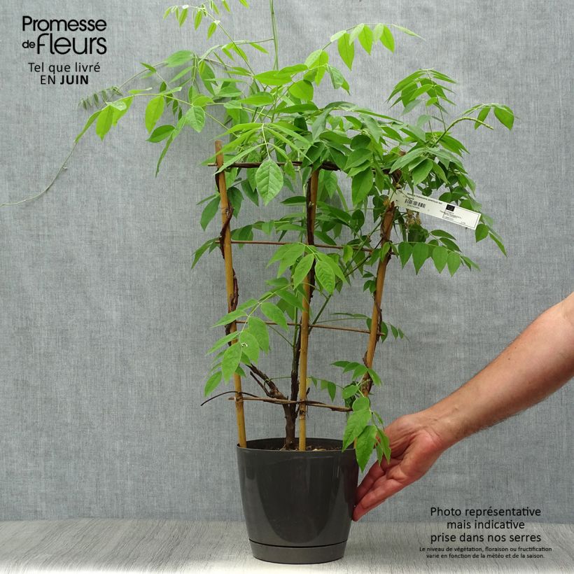 Spécimen de Wisteria frutescens Amethyst Falls - Glycine d'Amérique  Pot de 3L/4L, Plant issu de bouture tel que livré en été