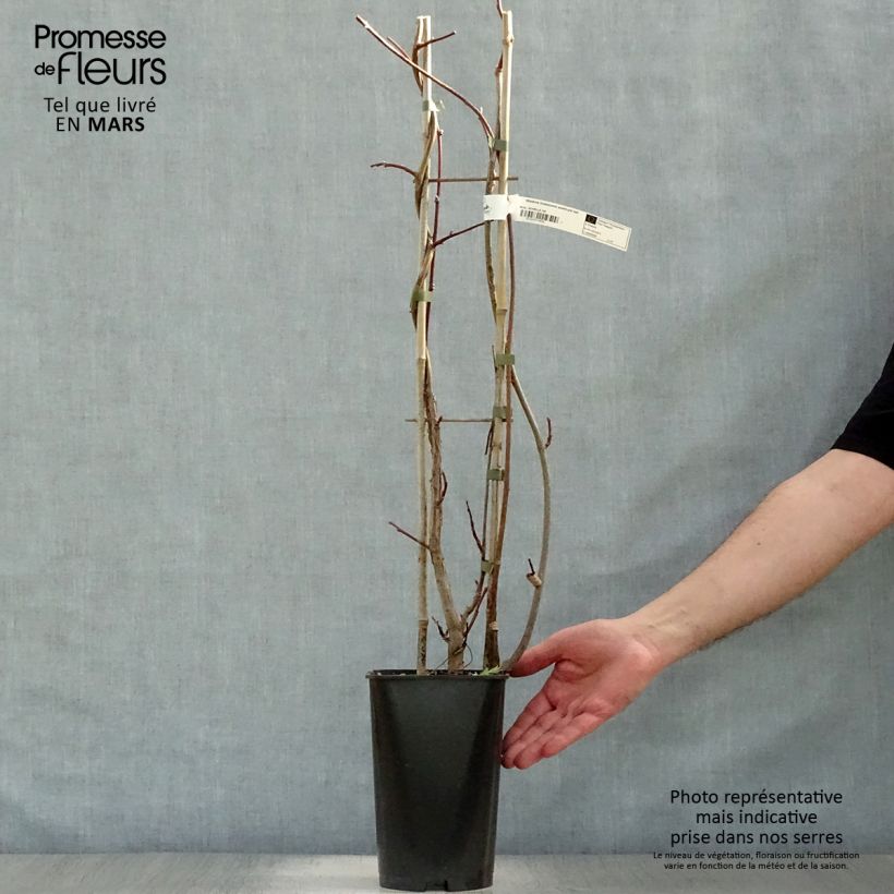 Spécimen de Wisteria frutescens Amethyst Falls - Glycine d'Amérique  Pot de 3L/4L tel que livré au printemps
