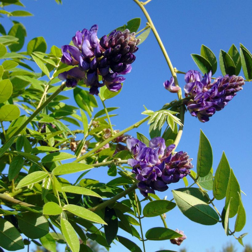Glycine - Wisteria frutescens Longwood Purple (Floraison)