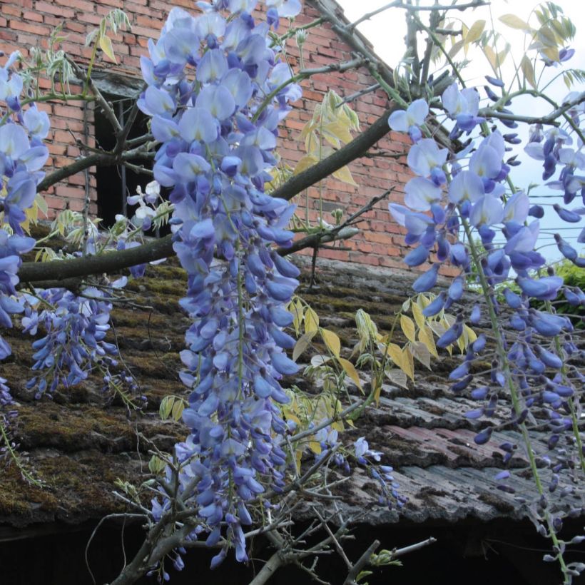 Glycine Blue Moon - Wisteria frutescens var. macrostachya (Floraison)