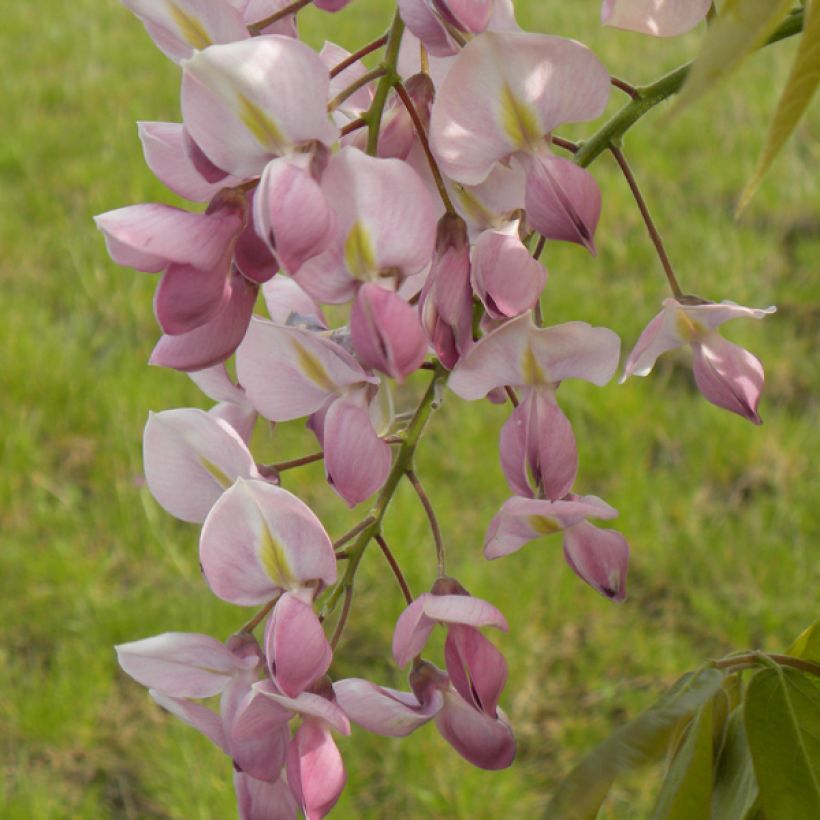 Wisteria venusta Rosea - Glycine du Japon (Floraison)