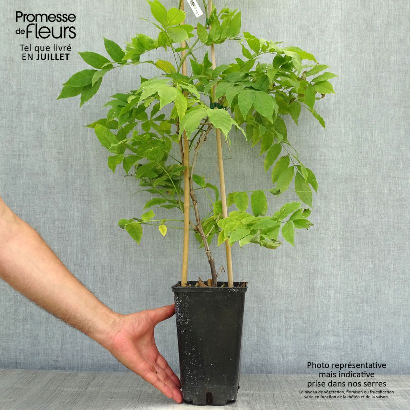 Spécimen de Wisteria venusta Rosea - Glycine du Japon Pot de 2L/3L, Plant greffé de + de 18 mois tel que livré en été