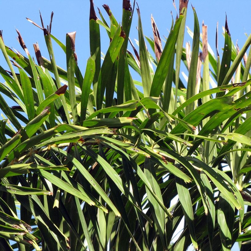 Wodyetia bifurcata - Palmier queue-de-renard (Feuillage)